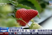 国产草莓视频,视频带你领略田园风光与美味果实
